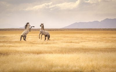 Photo Of The Day By Rob Fischer