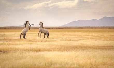 Photo Of The Day By Rob Fischer