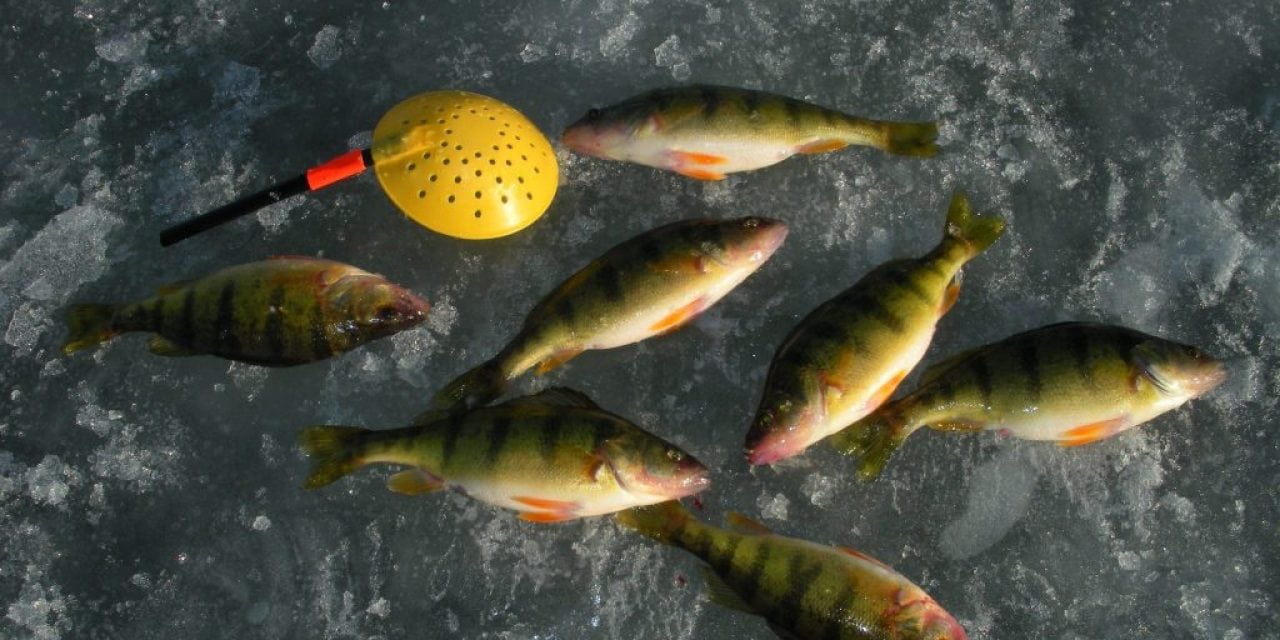 Piles of Panfish