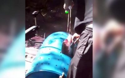 Remember When These Tournament Anglers Literally Used Fish in a Barrel?