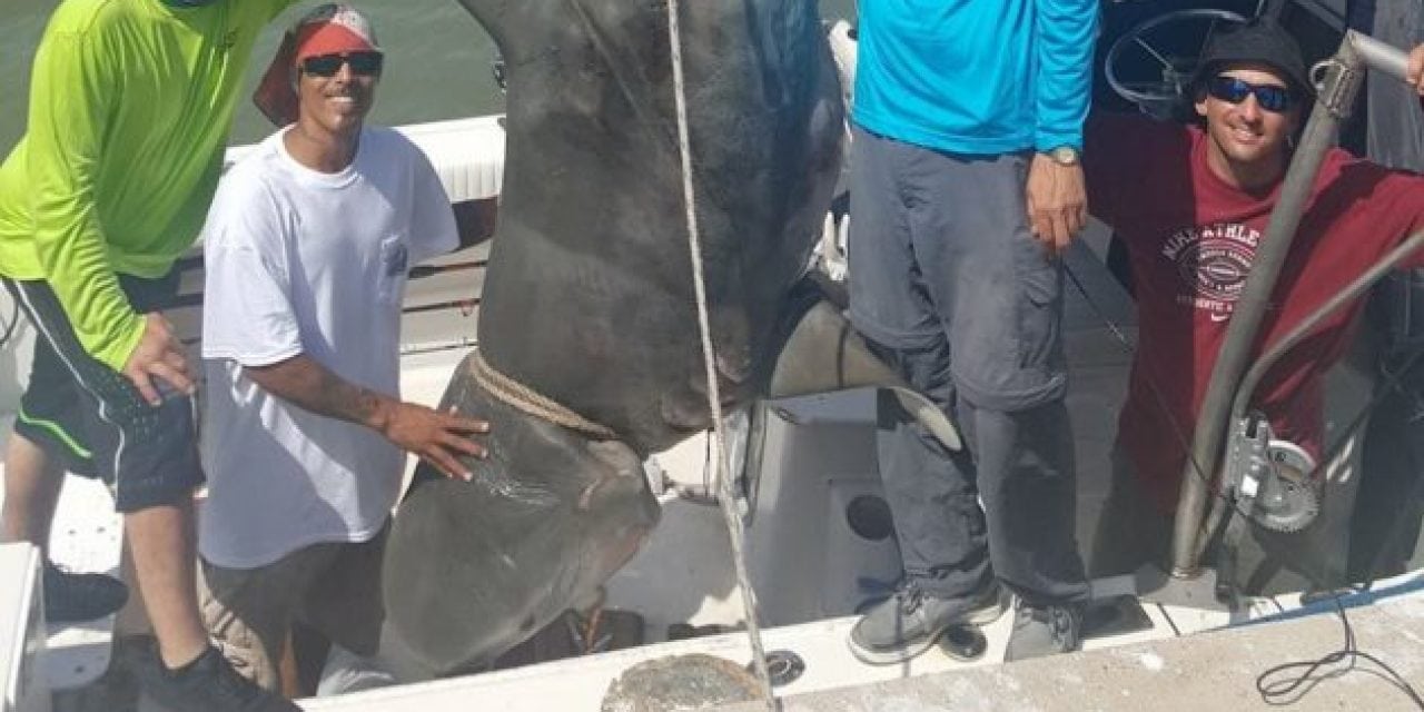 Remember When This 1,000-Pound Shark Almost Sank A Boat?