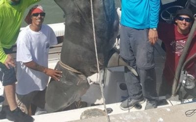 Remember When This 1,000-Pound Shark Almost Sank A Boat?
