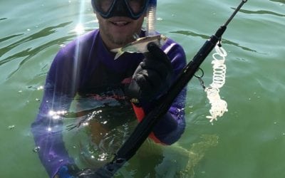 State Record Summary, 2017