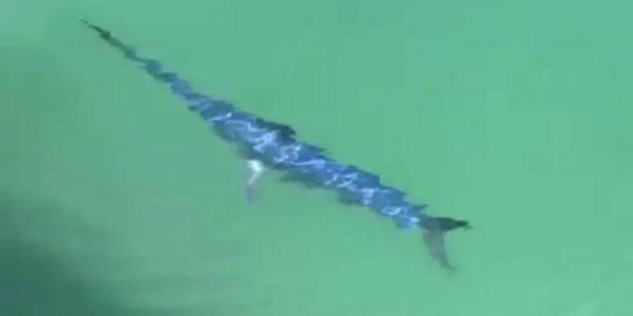 Swordfish Hangs Out Near Surface During Visit to Marina
