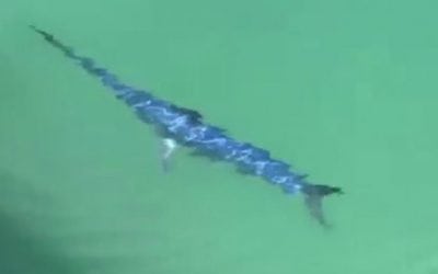 Swordfish Hangs Out Near Surface During Visit to Marina