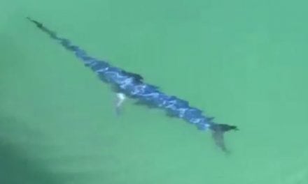 Swordfish Hangs Out Near Surface During Visit to Marina
