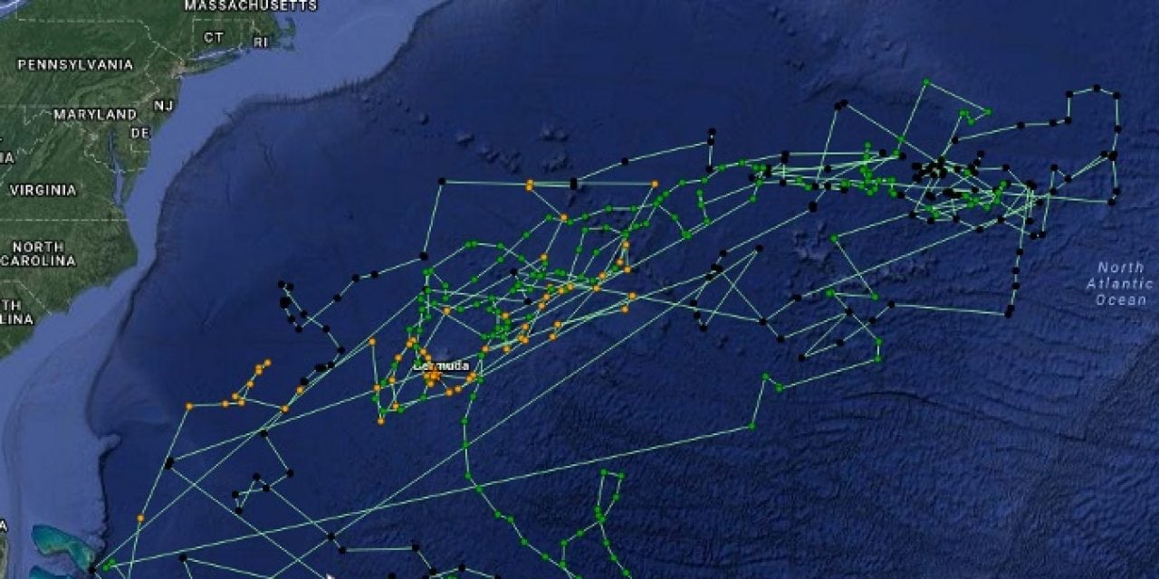 Tagged Tiger Shark Travels 37,000 Miles
