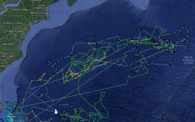 Tagged Tiger Shark Travels 37,000 Miles