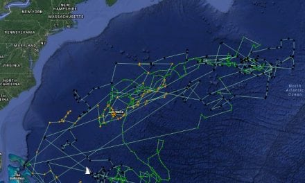 Tagged Tiger Shark Travels 37,000 Miles
