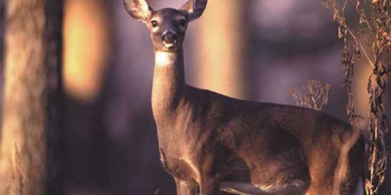 Tennessee Sees Lowest Deer Harvest in a Decade