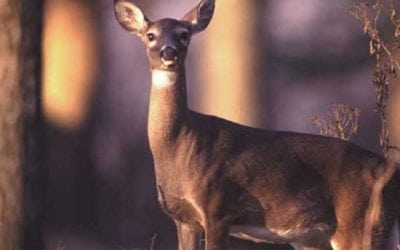 Tennessee Sees Lowest Deer Harvest in a Decade