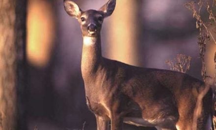 Tennessee Sees Lowest Deer Harvest in a Decade