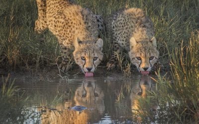 The Photography Alphabet, In 5 Parts