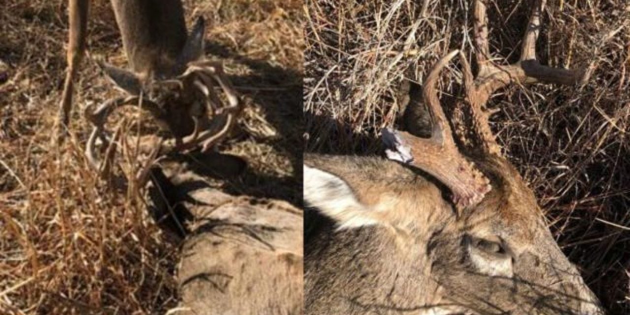 The Rut is Still on in Oklahoma? Warden Frees Locked Buck from Dead Combatant