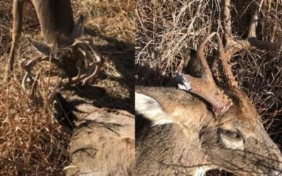 The Rut is Still on in Oklahoma? Warden Frees Locked Buck from Dead Combatant