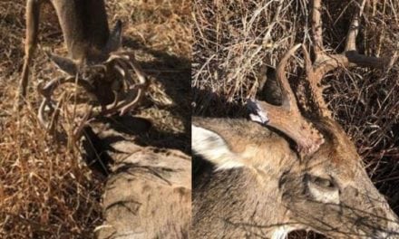 The Rut is Still on in Oklahoma? Warden Frees Locked Buck from Dead Combatant