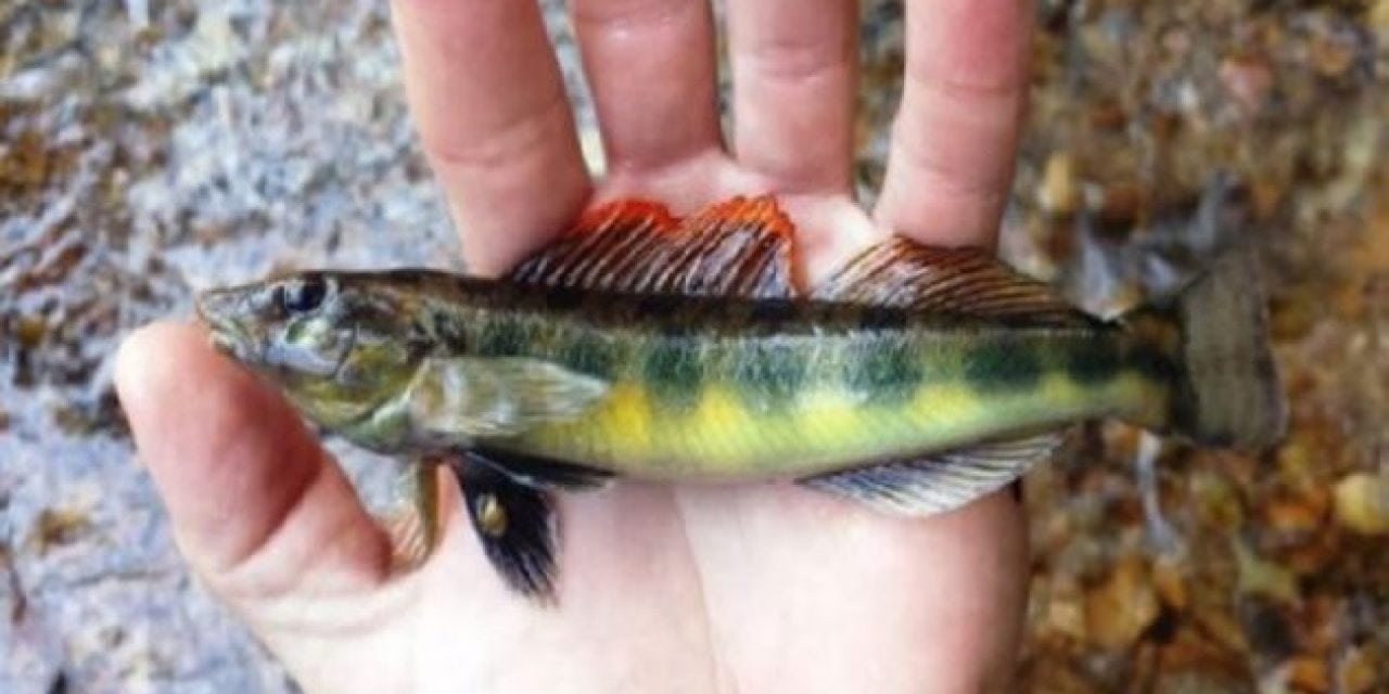 The TVA Discovered a New Fish Species