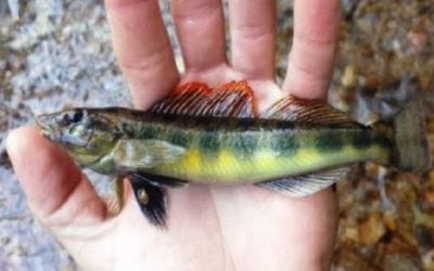 The TVA Discovered a New Fish Species