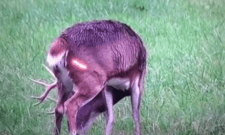 This Is the Ultimate Bowhunting Kill Shot