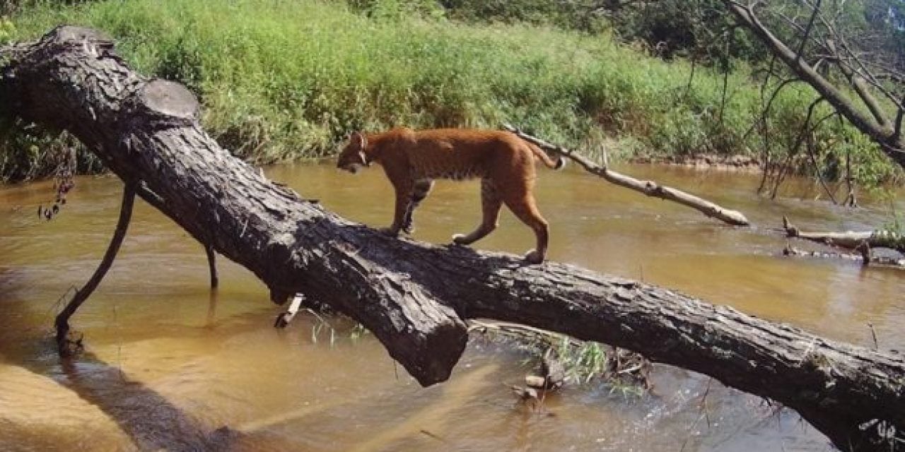 Trail Cam Tuesday: 15 Cool Captures Submitted By Our Readers