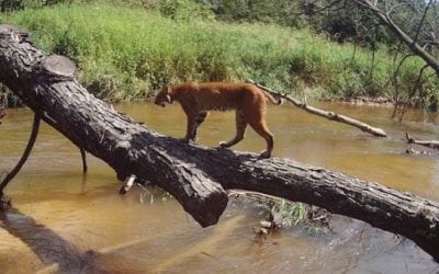 Trail Cam Tuesday: 15 Cool Captures Submitted By Our Readers