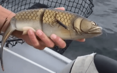 Video: Big Baits Land Big Lake Trout!