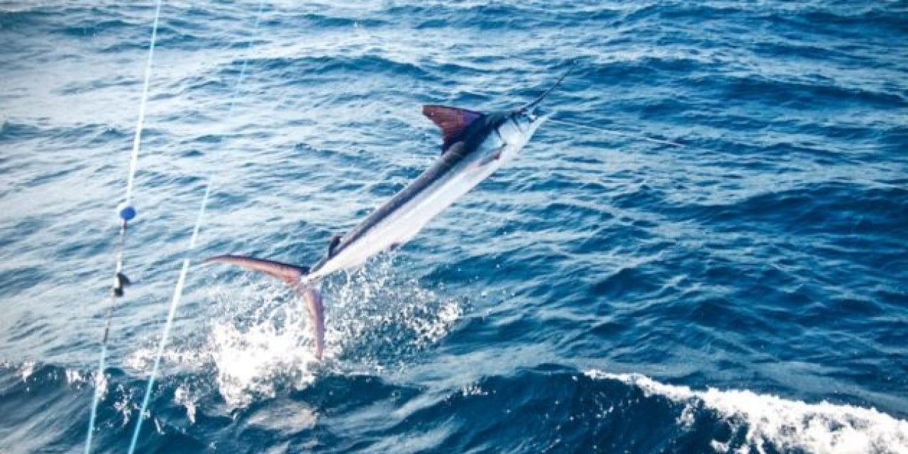 Video: Fly Fishing Marlin on the FADs In Costa Rica