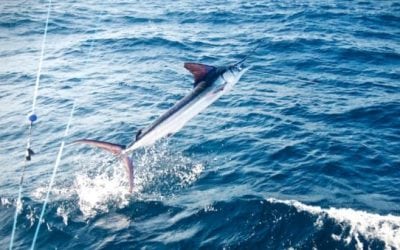 Video: Fly Fishing Marlin on the FADs In Costa Rica