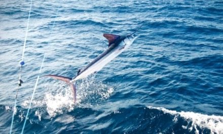 Video: Fly Fishing Marlin on the FADs In Costa Rica