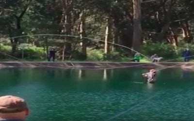 VIDEO: Have You Ever Seen a Flycast This Long Before?