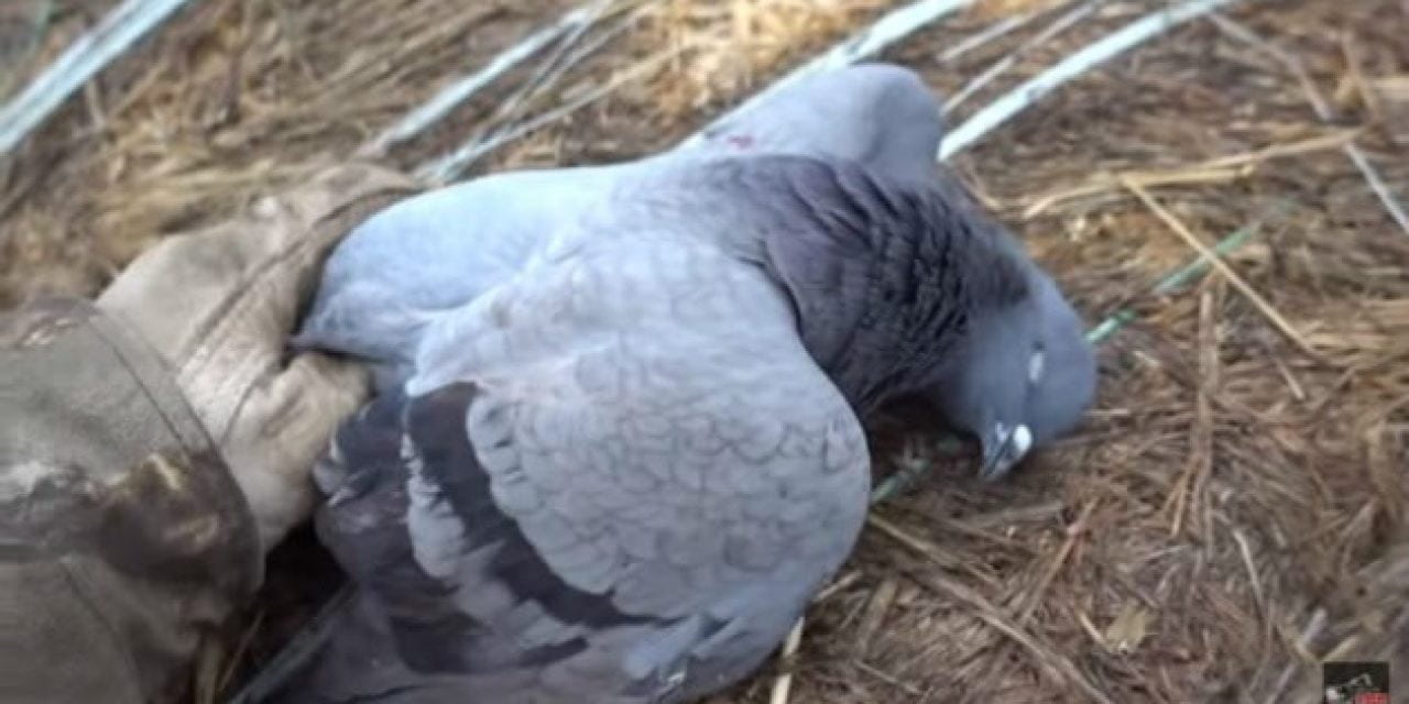 Video: Join Lake Fork Guy and Family for a Dove and Pigeon Hunt and Cook