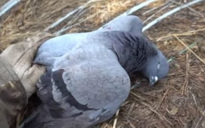 Video: Join Lake Fork Guy and Family for a Dove and Pigeon Hunt and Cook