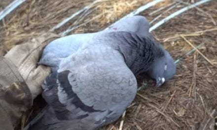 Video: Join Lake Fork Guy and Family for a Dove and Pigeon Hunt and Cook