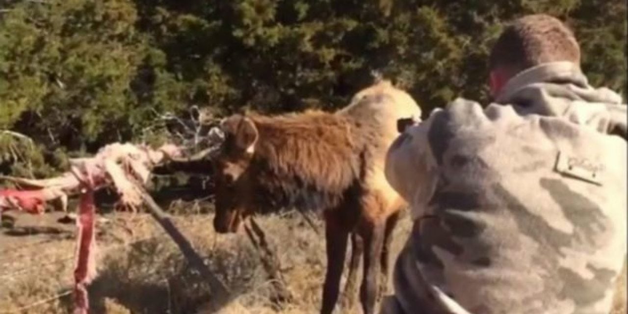 Video: Oklahoma Game Warden Frees Elk Tangled in Fence with Some Fancy Shooting
