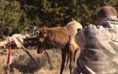 Video: Oklahoma Game Warden Frees Elk Tangled in Fence with Some Fancy Shooting