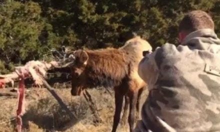 Video: Oklahoma Game Warden Frees Elk Tangled in Fence with Some Fancy Shooting