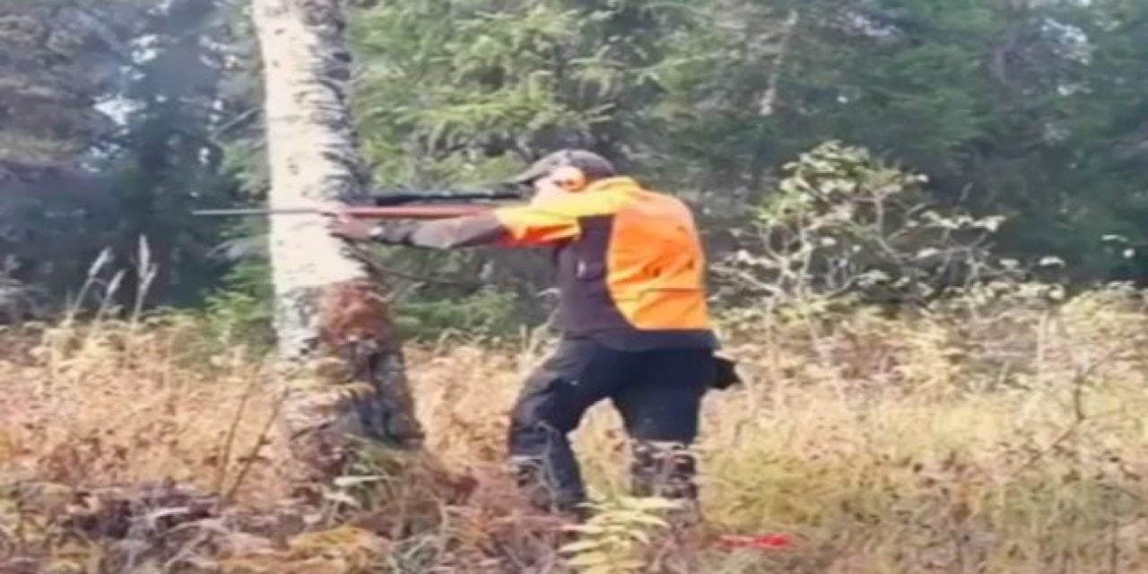 Video: Put Away the Chainsaw, This Is How You Down a Big Tree