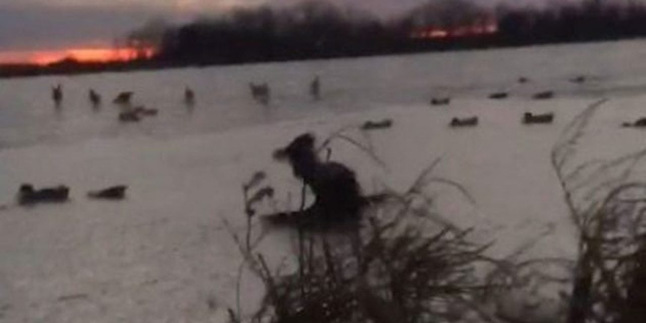 Video: Retriever Beefs on the Ice, Handles It Like a Boss