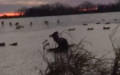 Video: Retriever Beefs on the Ice, Handles It Like a Boss