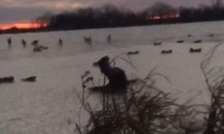 Video: Retriever Beefs on the Ice, Handles It Like a Boss