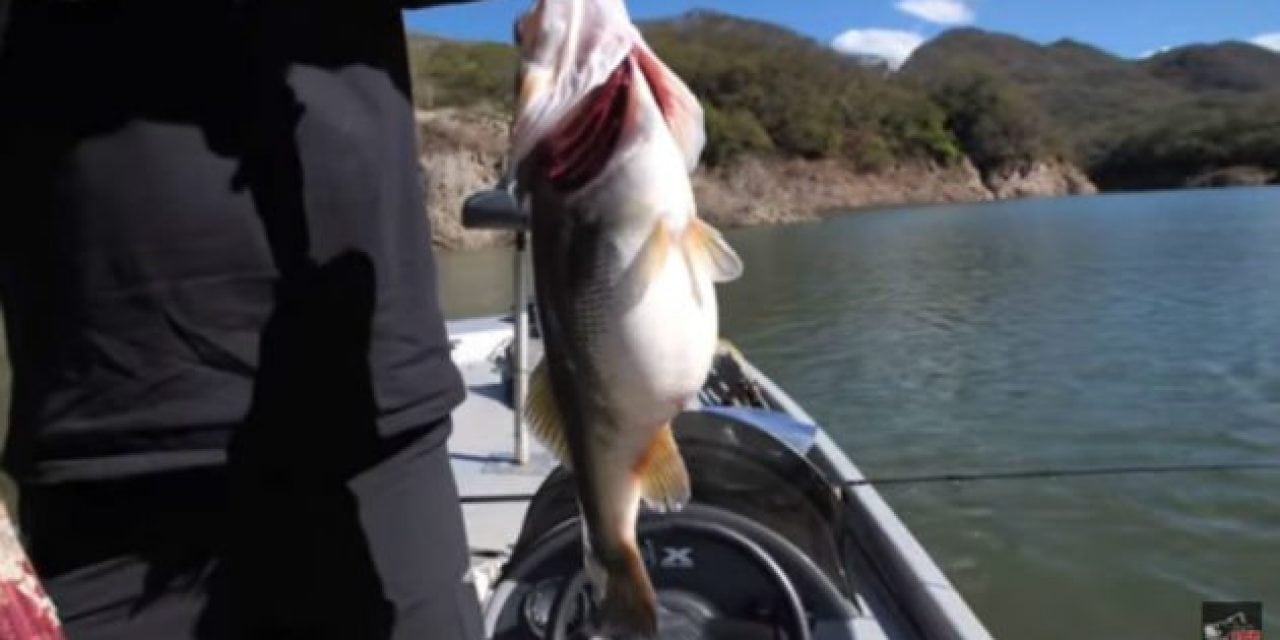 Watch: These Fat Bass Are Already in Pre-Spawn Mode!