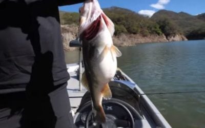Watch: These Fat Bass Are Already in Pre-Spawn Mode!