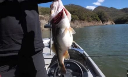 Watch: These Fat Bass Are Already in Pre-Spawn Mode!
