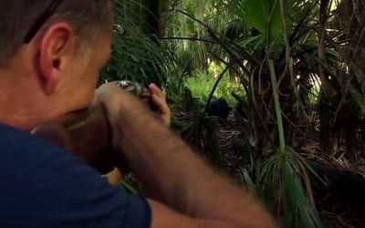 Watch What a 750-Grain Bullet Can Do to a Hog