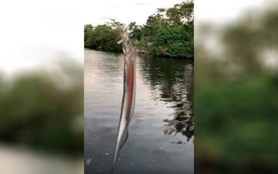 What the Heck Did This Guy Just Catch?