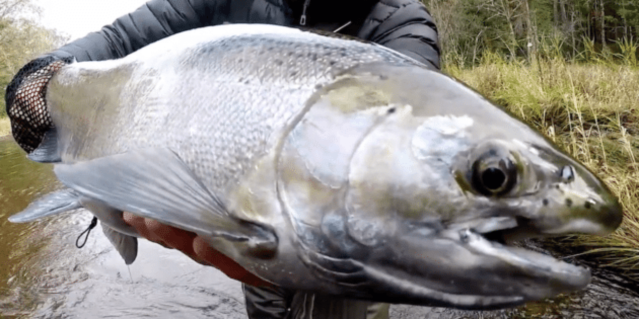 When Michigan Steelhead Are This Active, They Deserve Serious Background Music