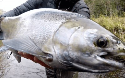 When Michigan Steelhead Are This Active, They Deserve Serious Background Music