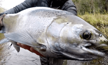 When Michigan Steelhead Are This Active, They Deserve Serious Background Music
