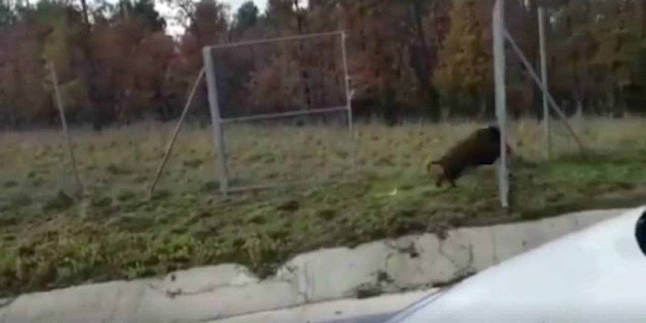 Wild Boars Are Apparently Hunting Themselves Now