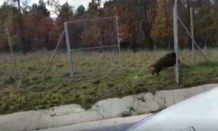 Wild Boars Are Apparently Hunting Themselves Now